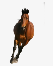 Stallion - Picsart Horse Png Hd, Transparent Png, Transparent PNG