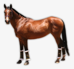Horse Png Free Image Download - Transparent Background Real Horse Clipart, Png Download, Transparent PNG