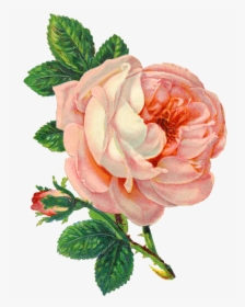 Transparent Orange Rose Png - Transparent Background Flower Png, Png Download, Transparent PNG
