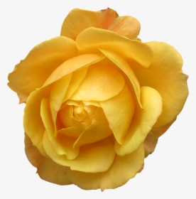 Rose Flower Isolated Png, Transparent Png, Transparent PNG