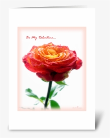 Orange Rose Greeting Card - Floribunda, HD Png Download, Transparent PNG