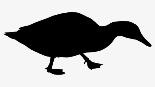 Duck Water Bird Silhouette Free Picture - Poultry, HD Png Download, Transparent PNG