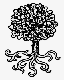Oak Tree With Roots Heraldry , Png Download - House Rowan, Transparent Png, Transparent PNG
