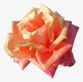 Autumn, Rose, Color - Garden Roses, HD Png Download, Transparent PNG