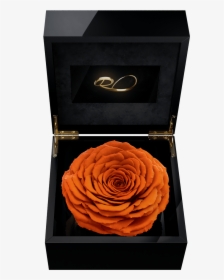 Luxury Video Flower Box Magna With A Xl Preserved Orange - Rose, HD Png Download, Transparent PNG