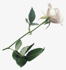 Flower,flowering Stem,rose Family - Transparent Background White Rose Png, Png Download, Transparent PNG