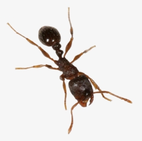 Insect,pest,carpenter - Ants With Transparent Background, HD Png Download, Transparent PNG