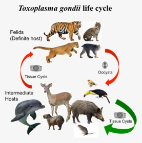 Toxoplasmosis In Wild Animals, HD Png Download, Transparent PNG
