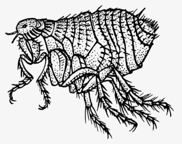 Animal, Flea, Insect, Parasite, Parasitic, Pest - Flea Black And White, HD Png Download, Transparent PNG