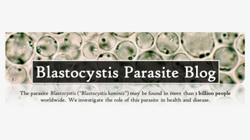 Blastocystis Parasite Blog - Blastocystis Hominis Blastocystis St7, HD Png Download, Transparent PNG