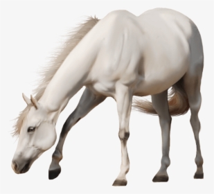 White Horse No Background, HD Png Download, Transparent PNG