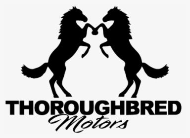 Thoroughbred Motors - Dog Catches Something, HD Png Download, Transparent PNG