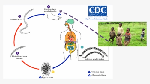 Soil Transmitted Helminths Life Cycle, HD Png Download, Transparent PNG