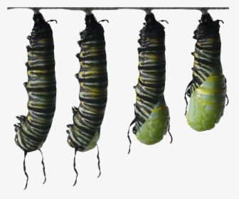 Becoming A Chrysalis - Butterfly Caterpillar Monarch I Ytimg, HD Png Download, Transparent PNG