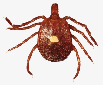 Adult Lone Star Tick - Red Tic, HD Png Download, Transparent PNG