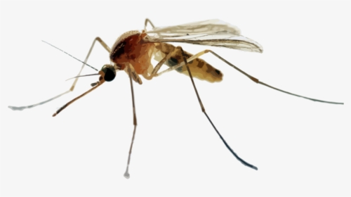 Hr Mosquitoes, HD Png Download, Transparent PNG