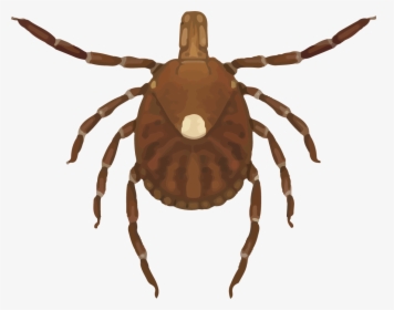Female Lone Star Tick - Lone Star Tick, HD Png Download, Transparent PNG