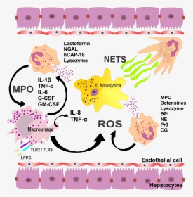 Parasite150072-fig2 Role Of Neutrophils In Rodent Amebic - Amoebic Liver Abscess Pathogenesis, HD Png Download, Transparent PNG