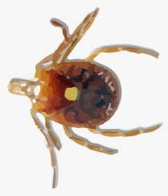 Tick Insect Png - Lone Star Tick, Transparent Png, Transparent PNG