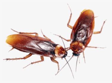 A Couple Of Cockroaches - Cafard Png, Transparent Png, Transparent PNG