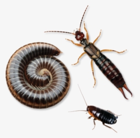 Earwig Insect, HD Png Download, Transparent PNG