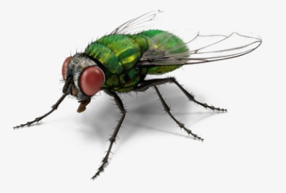 Green Fly Png Transparent File - Green Fly Png, Png Download, Transparent PNG
