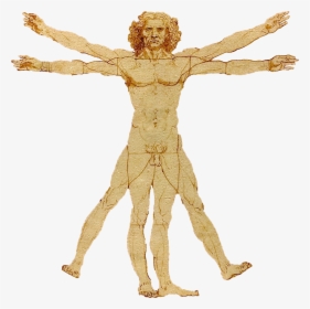 Portale Leonardo Da Vinci - Leonardo Da Vinci Homo Erectus, HD Png Download, Transparent PNG