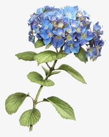 #flores #vintage #png #azul #flower #flowerblue - Hydrangea Png, Transparent Png, Transparent PNG