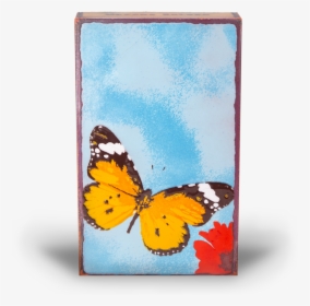 Colias, HD Png Download, Transparent PNG