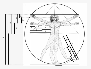Transparent Leonardo Da Vinci Png - Leonardo Da Vinci Ergonomics, Png Download, Transparent PNG
