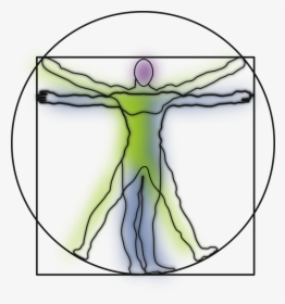 Vitruvian Man, Anatomy, Science, Leonardo Da Vinci - Line Art Vitruvian Man, HD Png Download, Transparent PNG