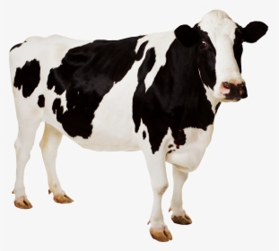 Cow Icon Png - Cow Png, Transparent Png, Transparent PNG