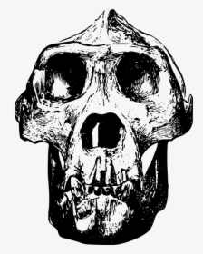 Animal, Bone, Gorilla, Head, Mammal, Skull - Gorilla Skull Clip Art, HD Png Download, Transparent PNG