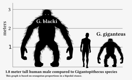 Transparent Gorilla Silhouette Png - Gigantopithecus Size, Png Download, Transparent PNG