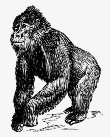 Gorilla, Animal, Ape, Biology, Mammal, Zoology - Animales De La Biologia, HD Png Download, Transparent PNG