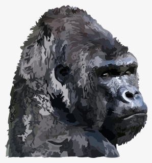 Animal, Gorilla - Gorilla Gray Head Png, Transparent Png, Transparent PNG