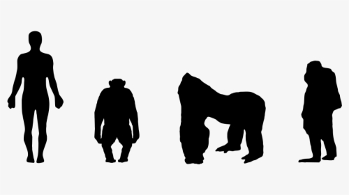 Chimp To Human Silhouette, HD Png Download, Transparent PNG
