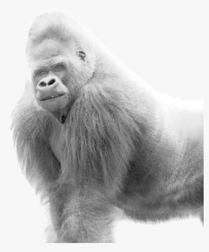 Lowland Gorilla,old World Monkey,snout,terrestrial - Black And White Gorilla, HD Png Download, Transparent PNG