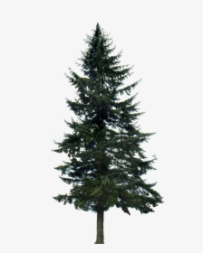 Western Yellow Pine Tree Clip Art - Pine Tree With No Background, HD Png Download, Transparent PNG