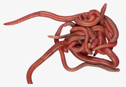 Worms Clear Background, HD Png Download, Transparent PNG