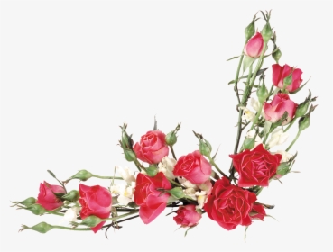 Vector Rose Flower Png, Transparent Png, Transparent PNG