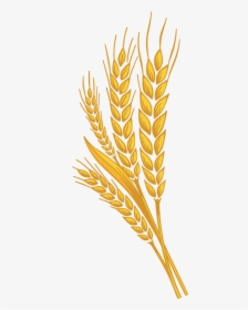 Wheat, Sugar Added Country Harvest - Wheat Png, Transparent Png, Transparent PNG