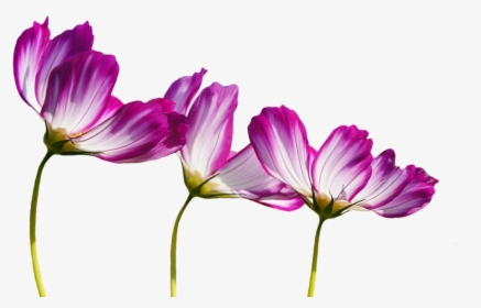 Transparent Burgundy Flowers Clipart - Blumen Bilder Pixabay, HD Png Download, Transparent PNG