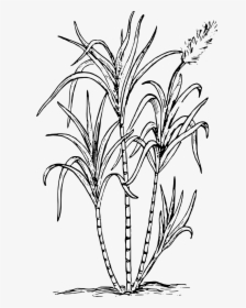 Sugar Cane - Sugar Cane Clipart Black And White, HD Png Download, Transparent PNG