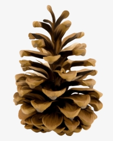 Pine Cone Illustration - Pine Cone Transparent Background, HD Png Download, Transparent PNG