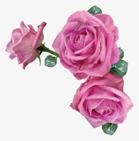 Transparent Pink Rose Flower, HD Png Download, Transparent PNG