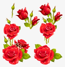 Decora Con Flores - Rose Vector Free Download, HD Png Download, Transparent PNG
