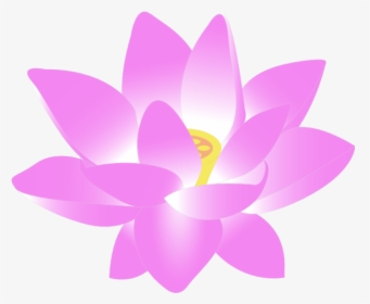 Flor De - Lotus Flower Whatsapp Dp, HD Png Download, Transparent PNG