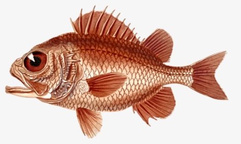 Transparent Bass Fishing Clipart - Nature Images Objects Png, Png Download, Transparent PNG