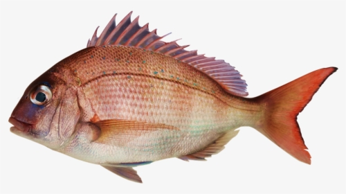 Fish, Snapper, Sea Bream, Bream And Fish - Pagrus Major, HD Png Download, Transparent PNG
